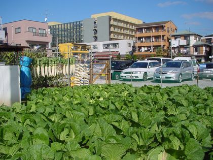 Huerto urbano: recuperar la naturaleza en las ciudades