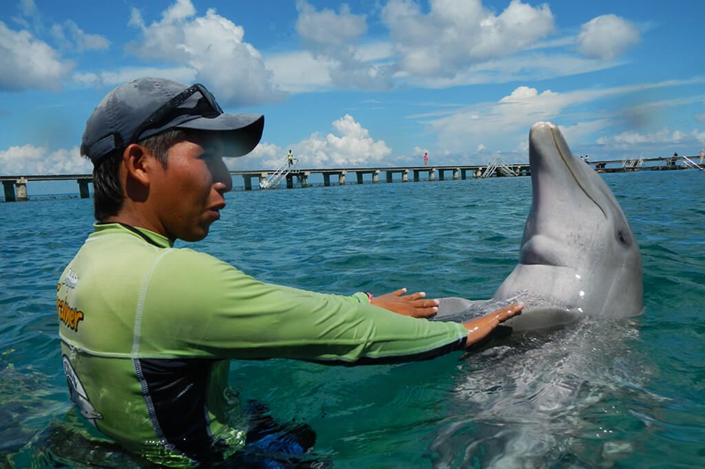 Nado con delfines en Cozumel